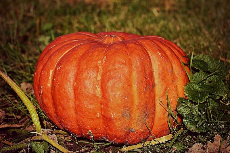 halloween 2018 pumpkin